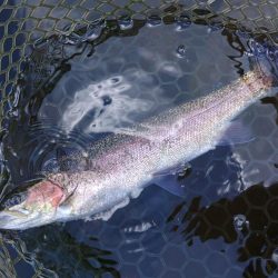 真夏の平谷は難しい ～平谷湖フィッシングスポット～